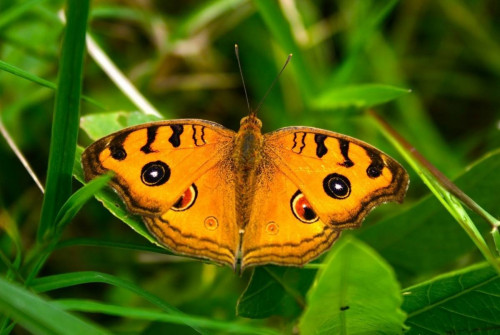 Immagine immobile